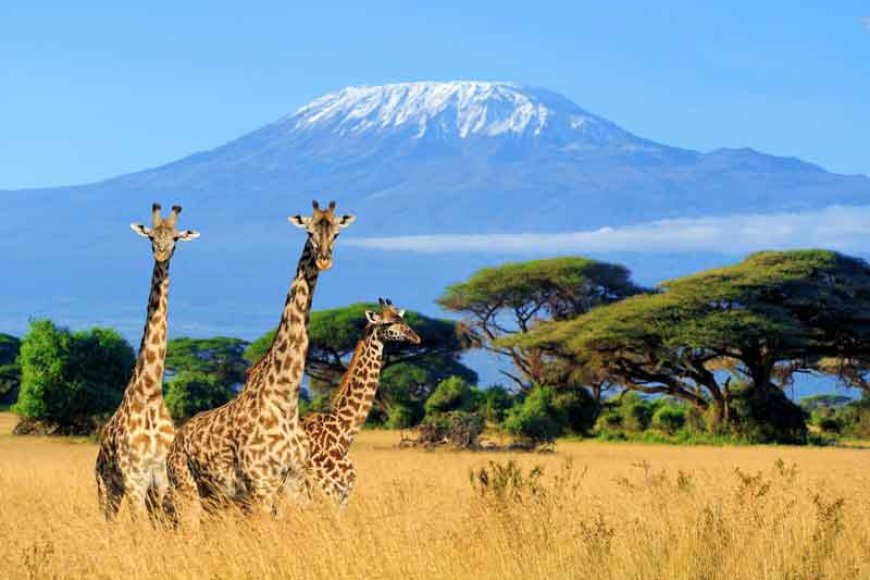 Enjoy 8 Days Kenya Luxury Tour Package Starting At Just $1429