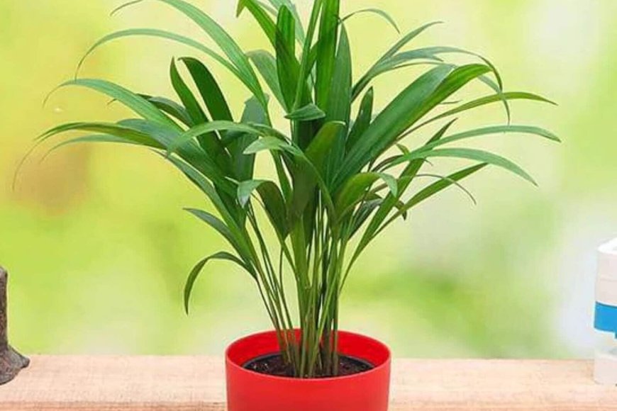 Areca Palm with Pot Natural Plant At just Rs. 79 [MRP 208]