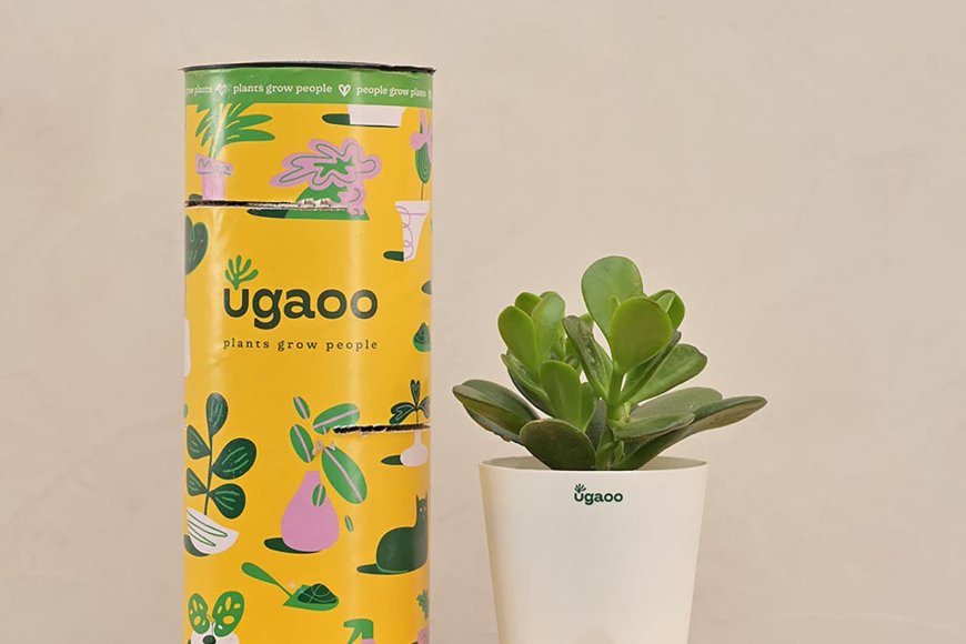 Crassula Ovata Natural Plant In White Self Watering Plastic Pot At just Rs. 139 [MRP 431]