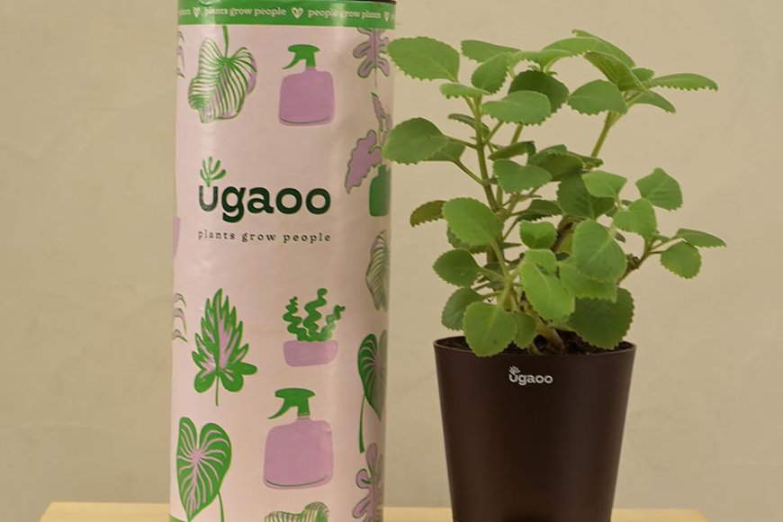 Ajwain Natural Plant in Brown Self Watering Plastic Pot At just Rs. 139 [MRP 504]