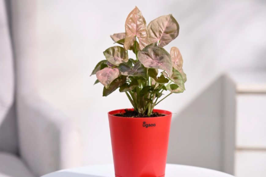 Syngonium Pink Natural Plant in Red Self Watering Plastic Pot At just Rs. 139 [MRP 399]