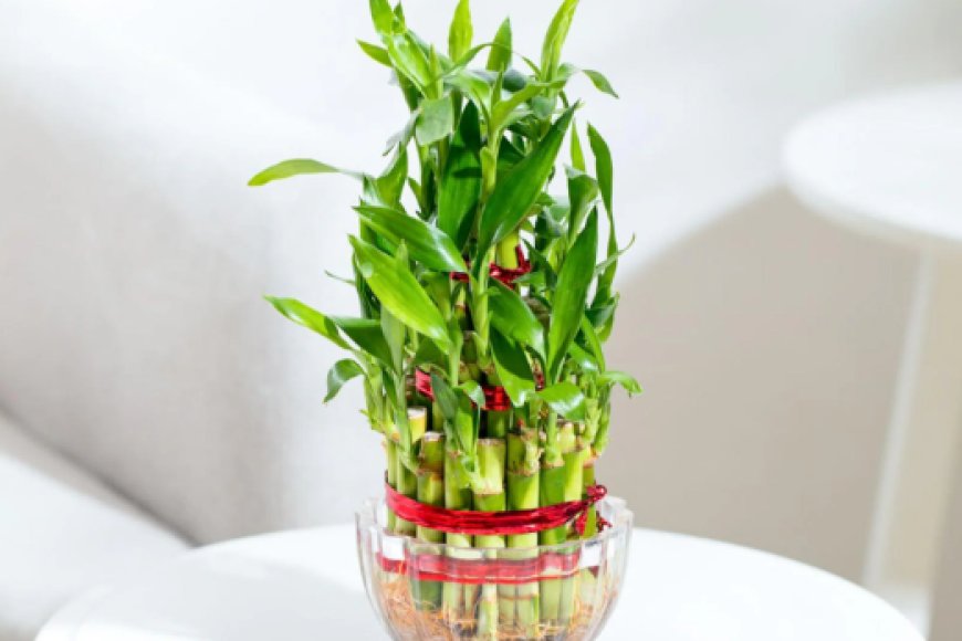 Lucky Bamboo 3 Layer Natural Plant in Green Self Watering Plastic Pot At just Rs. 229 [MRP 504]