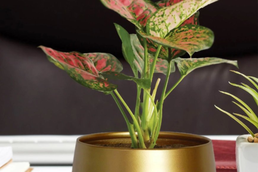 Gold Metal Zoe Desk Planter At just Rs. 259 [MRP 699]