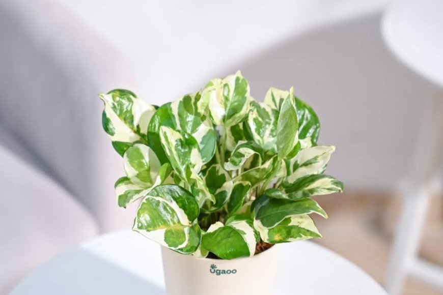 Money N&Joy Natural Plant In White Self Watering Plastic Pot At just Rs. 239 [MRP 504]