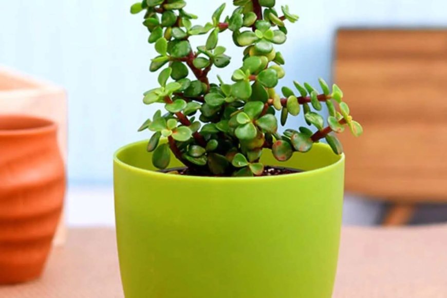 Elephant Bush Portulacaria Afra Natural Plant with Pot At just Rs. 199 [MRP 299]