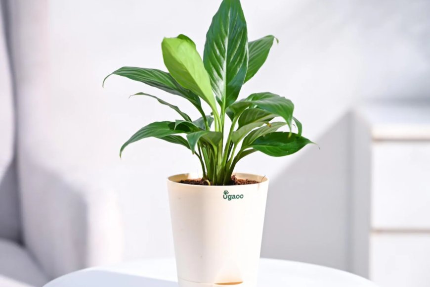 Peace Lily with Pot Natural Plant At just Rs. 189 [MRP 504]