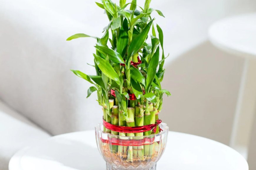 Lucky Bamboo 3 Layer Natural Plant In Green Self Watering Plastic Pot At just Rs. 1 [MRP 454]