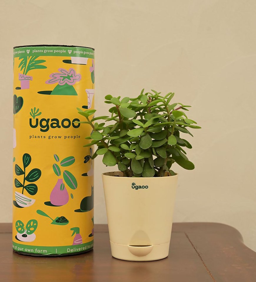 Jade Mini Natural Plant in Self Watering Plastic Pot At just Rs. 139 [MRP 439]