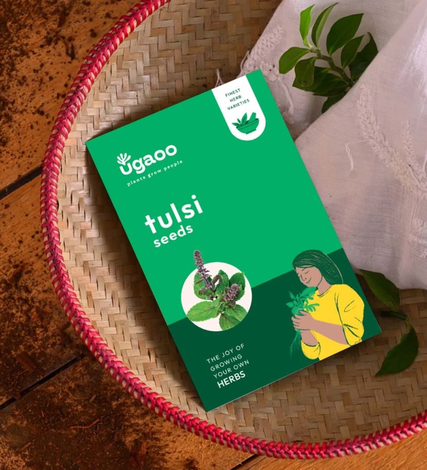 Tulsi Seeds (Holy Basil) At just Rs. 79 [MRP 249]