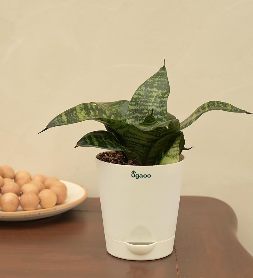 Snake Natural Plant in White Self Watering Plastic Pot At just Rs. 159 [MRP 504]