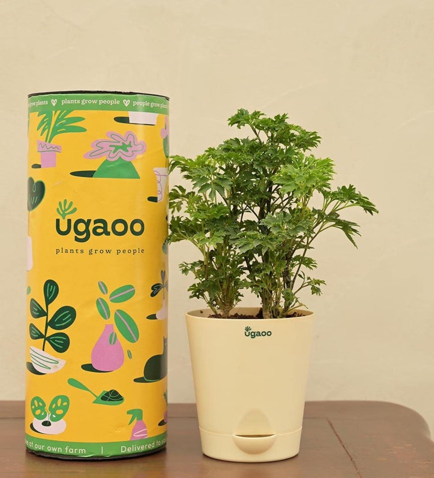 Aralia Golden Natural Plant in White Self Watering Pot At just Rs. 119 [MRP 389]