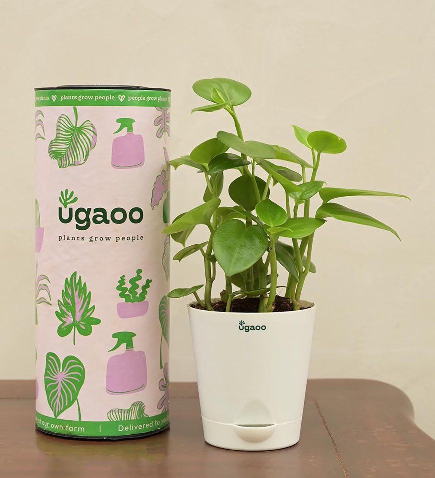 Peperomia Green Creeper Natural Plant In White Self Watering Plastic Pot At just Rs. 139 [MRP 504]