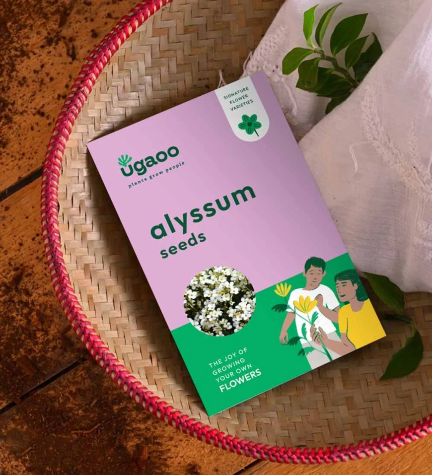 Alyssum (200 Seeds) At just Rs. 79 [MRP 600]