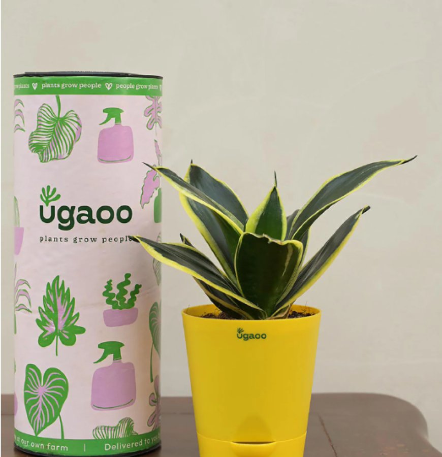 Snake Golden Honey Natural Plant in Yellow Self Watering Plastic Pot At just Rs. 159 [MRP 504]