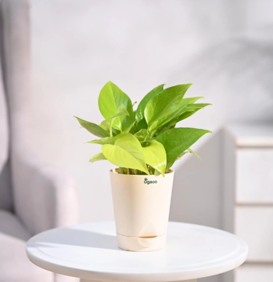 Money Golden Natural Plant In White Self Watering Plastic Pot At just Rs. 99 [MRP 212]