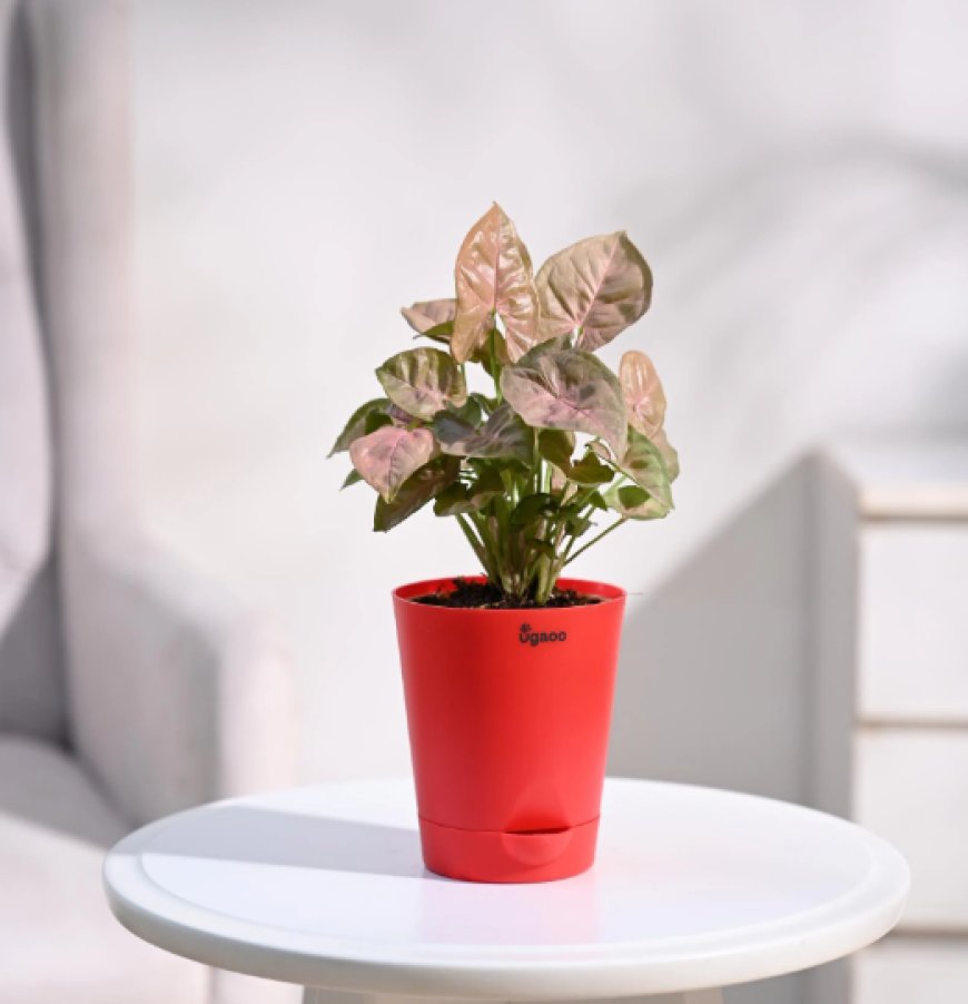 Syngonium Pink Natural Plant in Red Self Watering Plastic Pot At just Rs. 139 [MRP 399]
