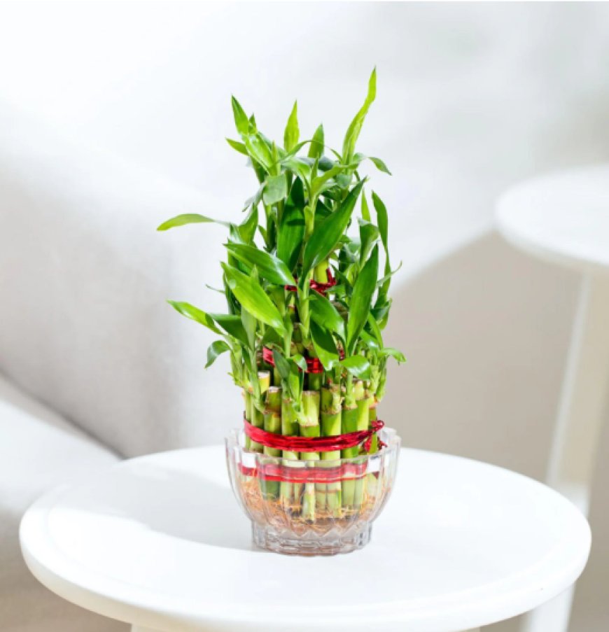 Lucky Bamboo 3 Layer Natural Plant in Green Self Watering Plastic Pot At just Rs. 229 [MRP 504]