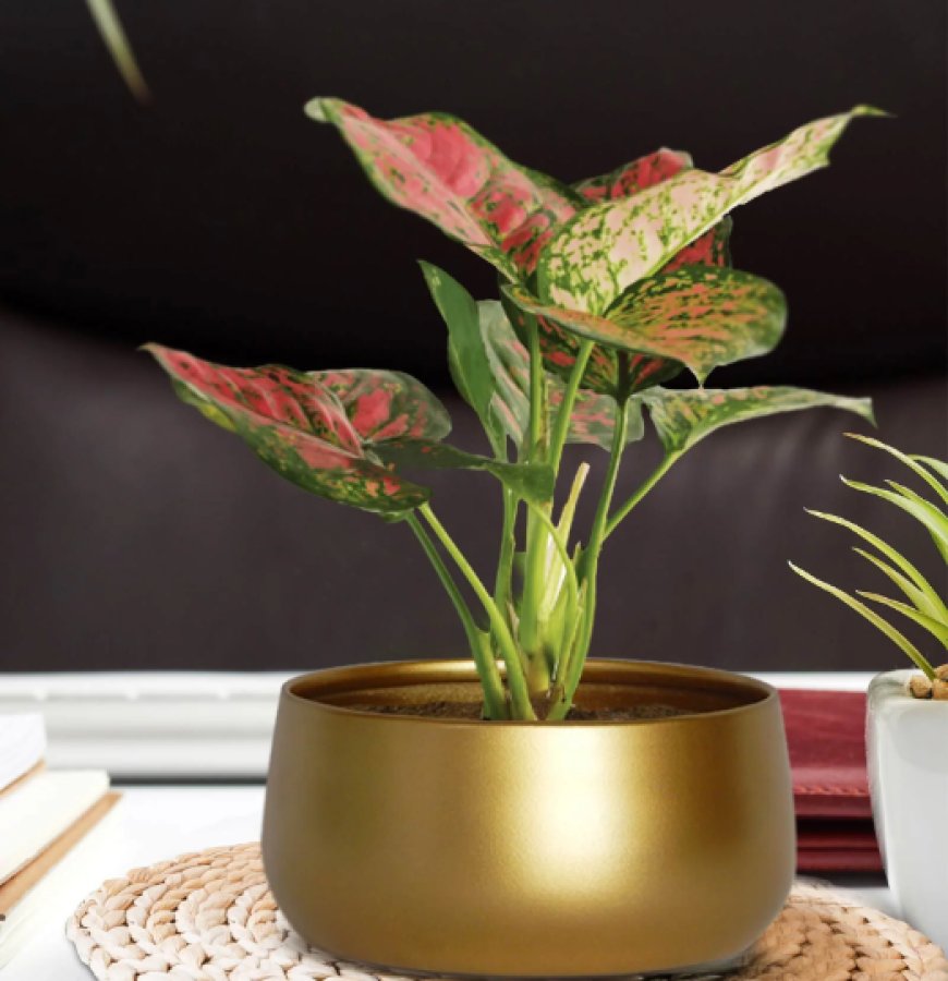 Gold Metal Zoe Desk Planter At just Rs. 259 [MRP 699]