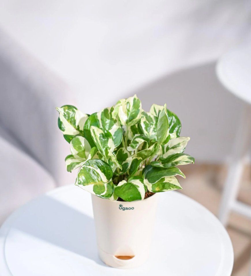 Money N-Joy Natural Plant In White Self Watering Plastic Pot At just Rs. 239 [MRP 504]