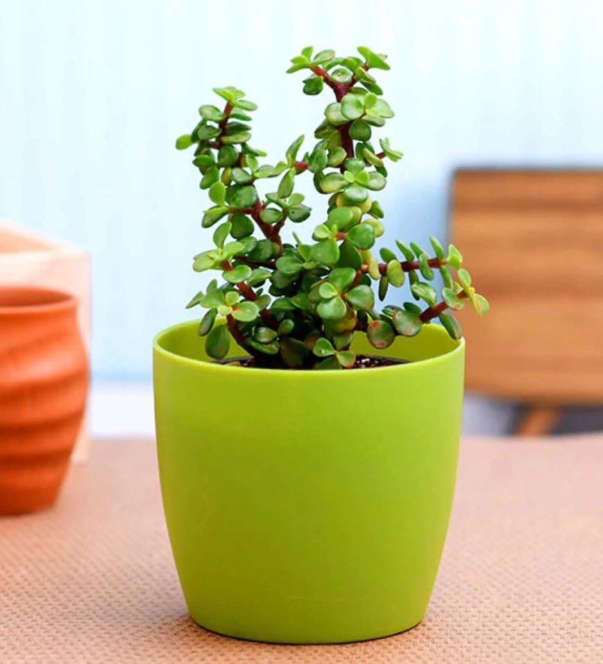 Elephant Bush Portulacaria Afra Natural Plant with Pot At just Rs. 199 [MRP 299]