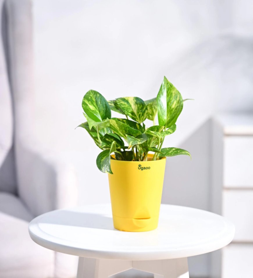 Money Plant with Yellow Self Watering Pot At just Rs. 129 [MRP 349]