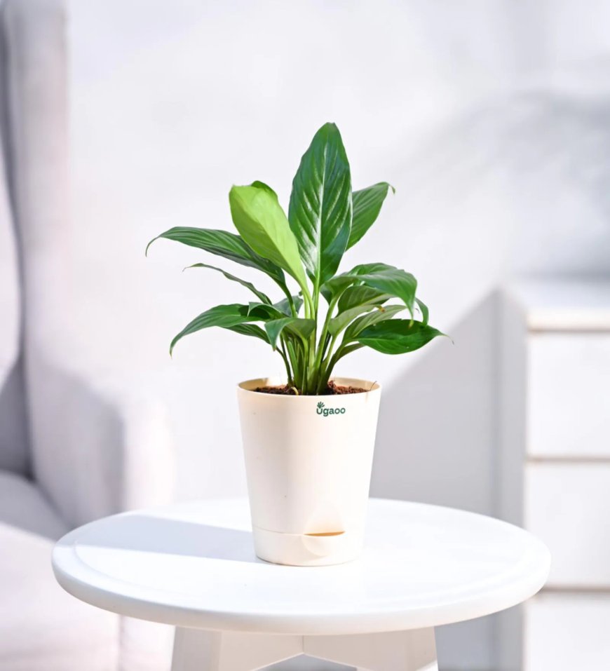 Peace Lily with Pot Natural Plant At just Rs. 189 [MRP 504]