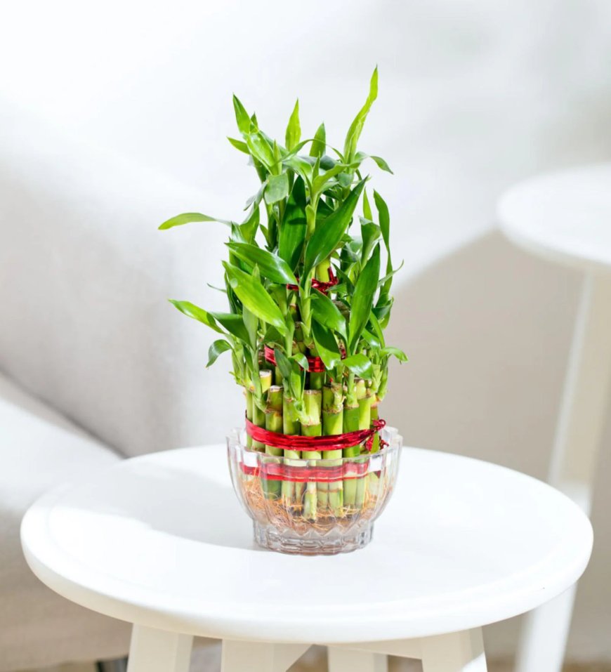 Lucky Bamboo 3 Layer Natural Plant In Green Self Watering Plastic Pot At just Rs. 1 [MRP 454]