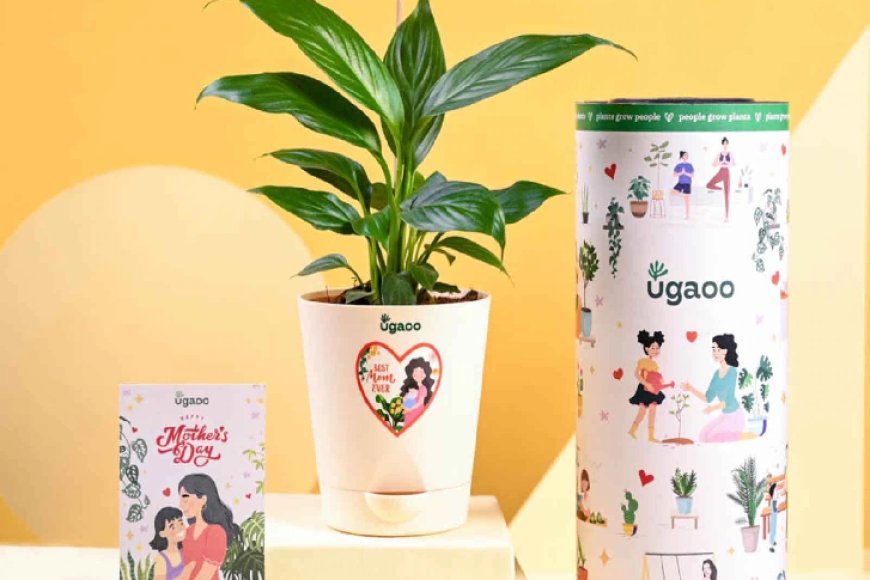 Peace Lily Plant For Mother's Day Gifting At just Rs. 199 [MRP 909]