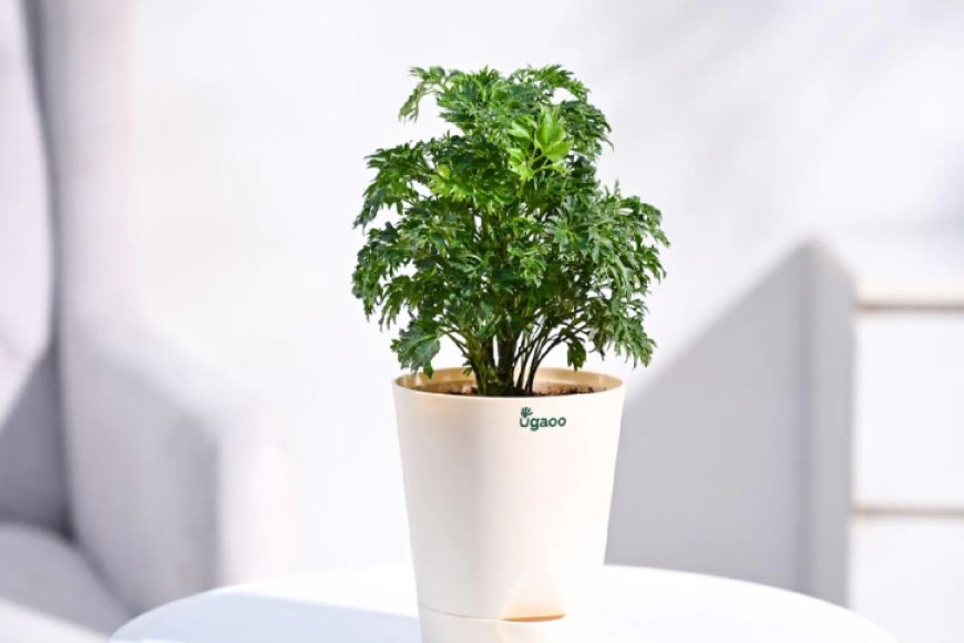 Aralia Golden Natural Plant in White Self Watering Pot At just Rs. 139 [MRP 419]