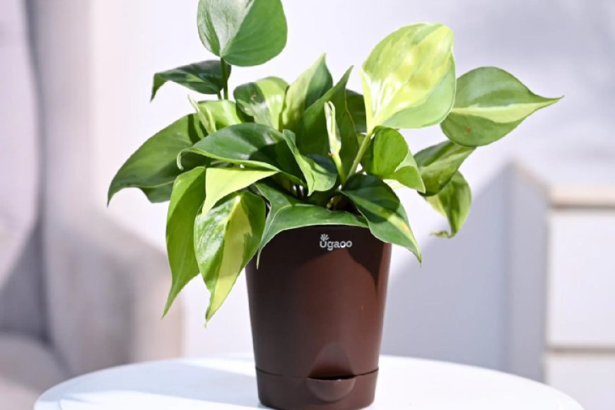 Philodendron Brasil Natural Plant in Brown Self Watering Plastic Pot At just Rs. 149 [MRP 569]