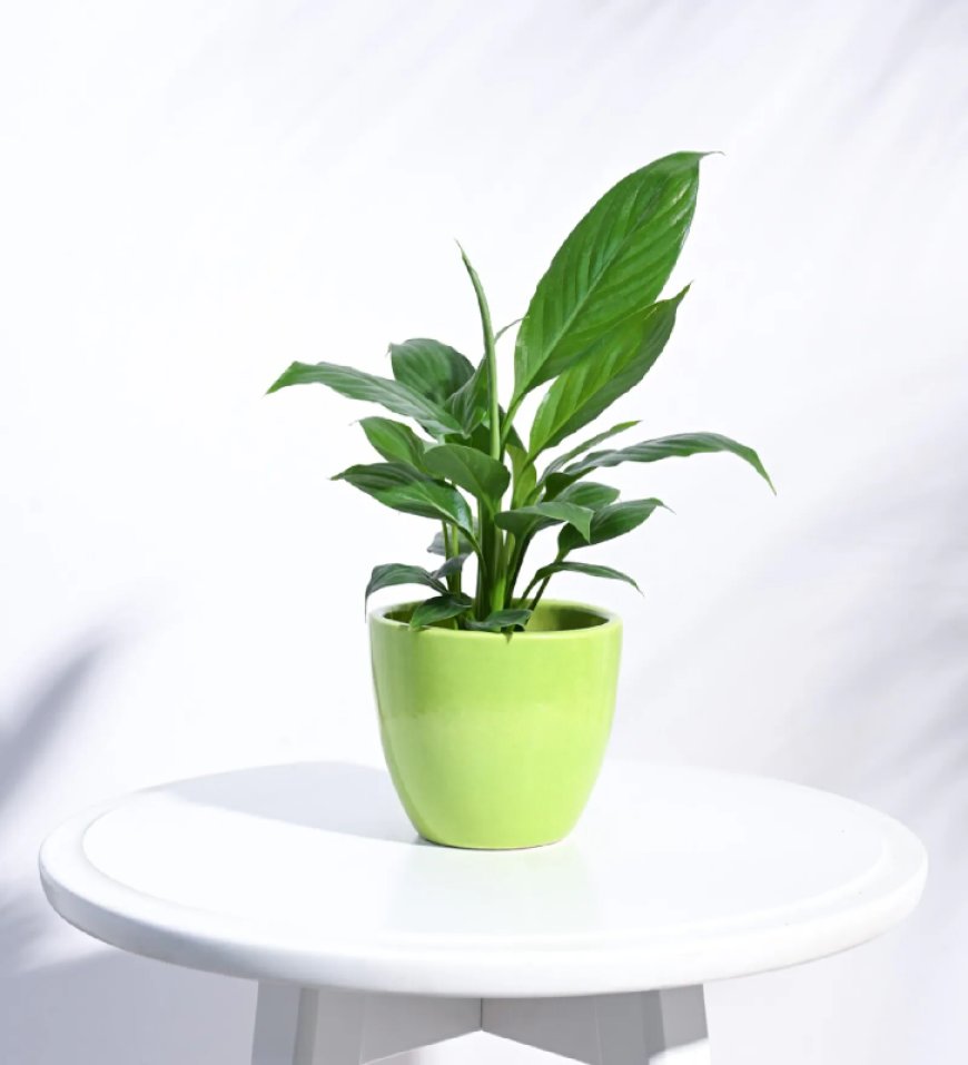 Ceramic Light Green Apple Shape Desk Pot At just Rs. 109 [MRP 299]