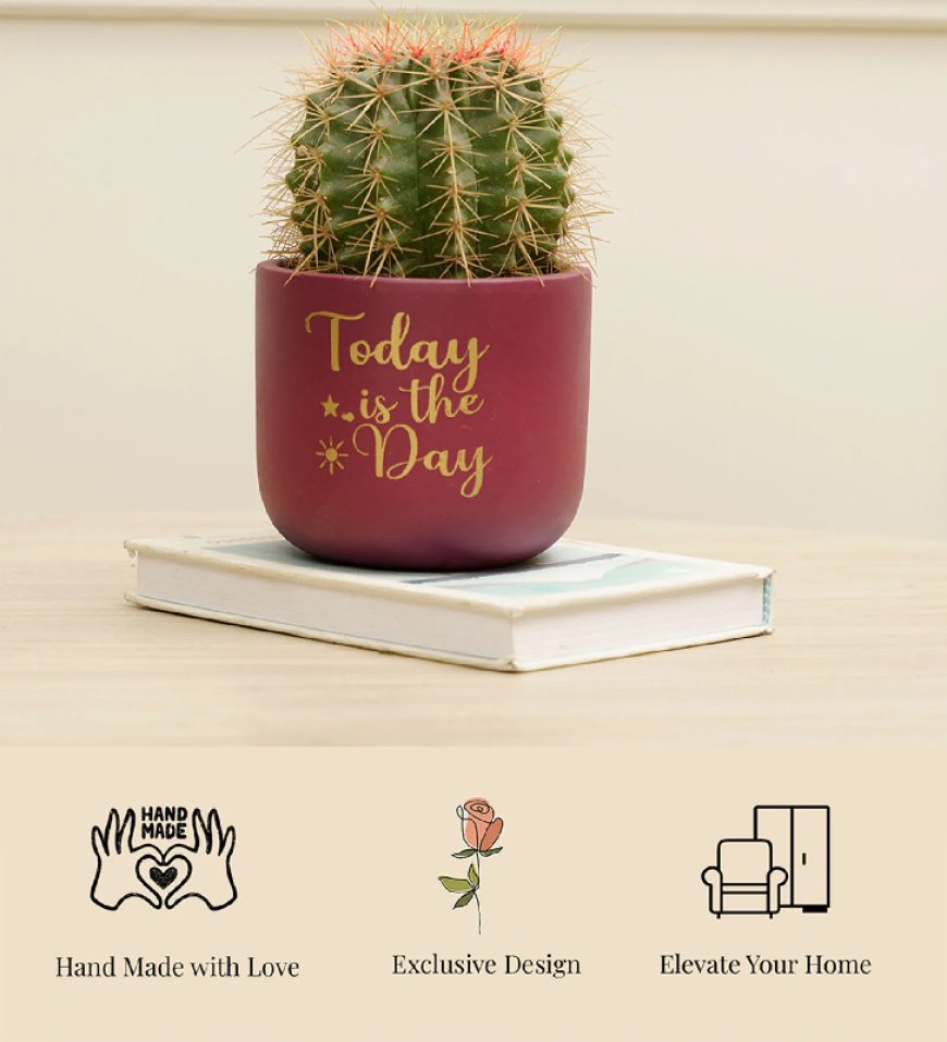 Daisy Today is the Day Maroon Terracotta Desk Pot At just Rs. 1 [MRP 999]