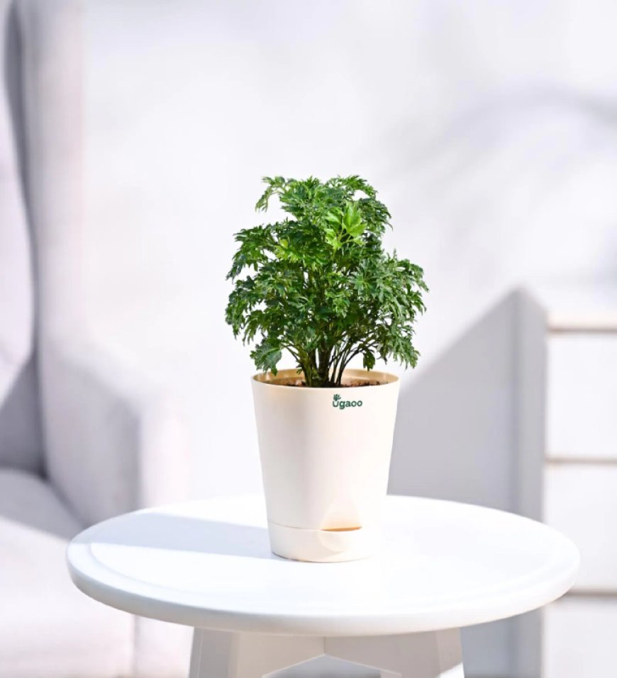 Aralia Golden Natural Plant in White Self Watering Pot At just Rs. 139 [MRP 419]