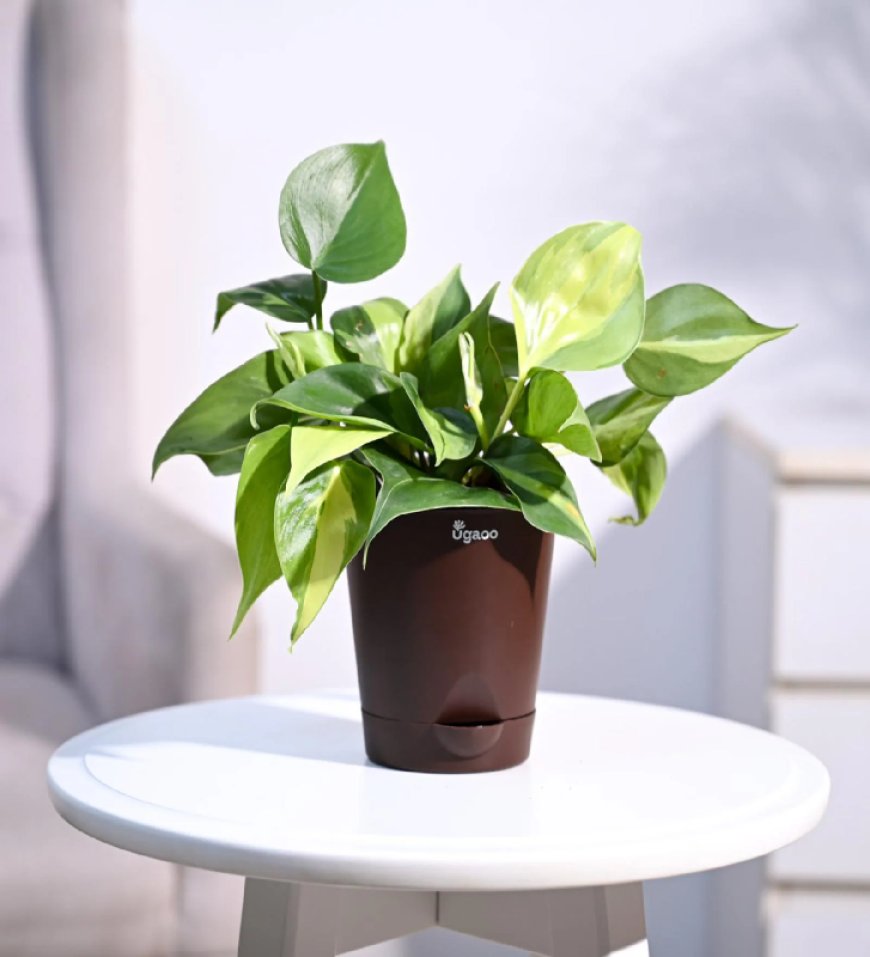 Philodendron Brasil Natural Plant in Brown Self Watering Plastic Pot At just Rs. 149 [MRP 569]