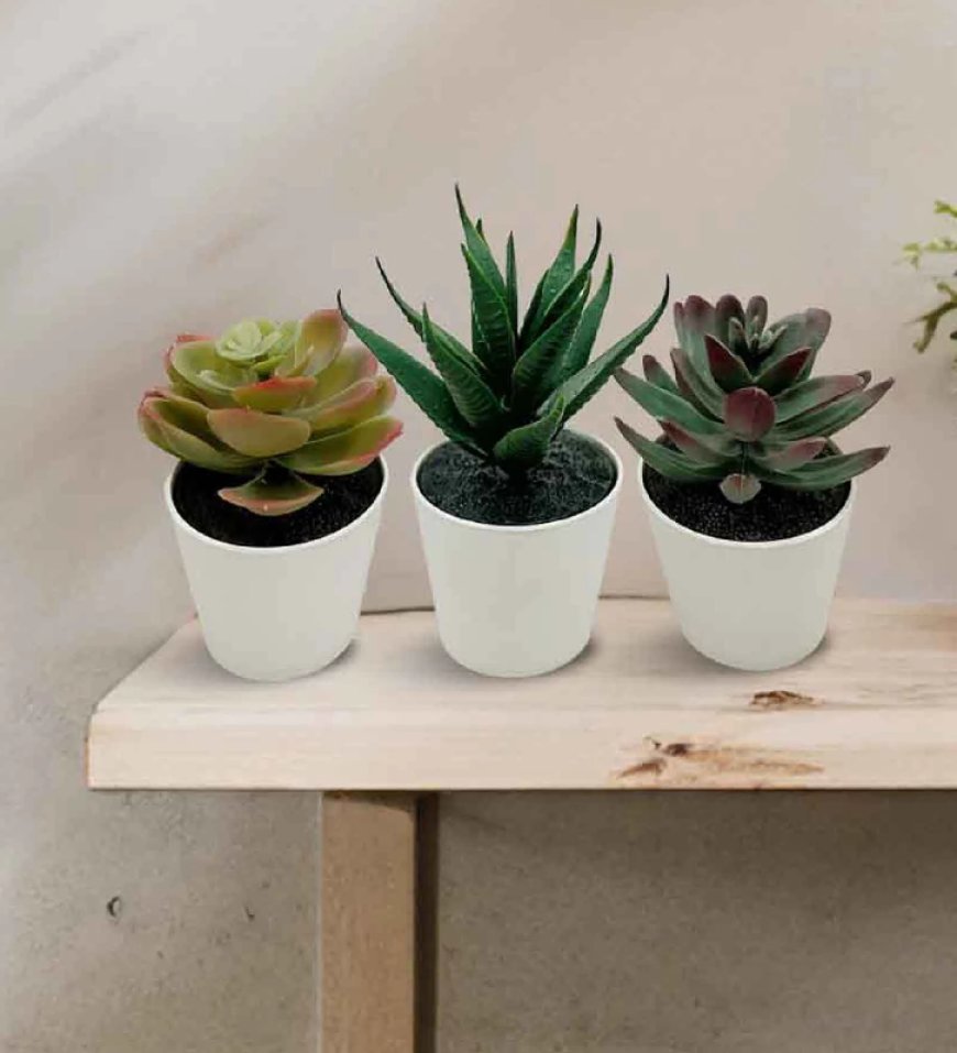 Artificial Succulents Potted Plant (Set of 3) At just Rs. 149 [MRP 449]