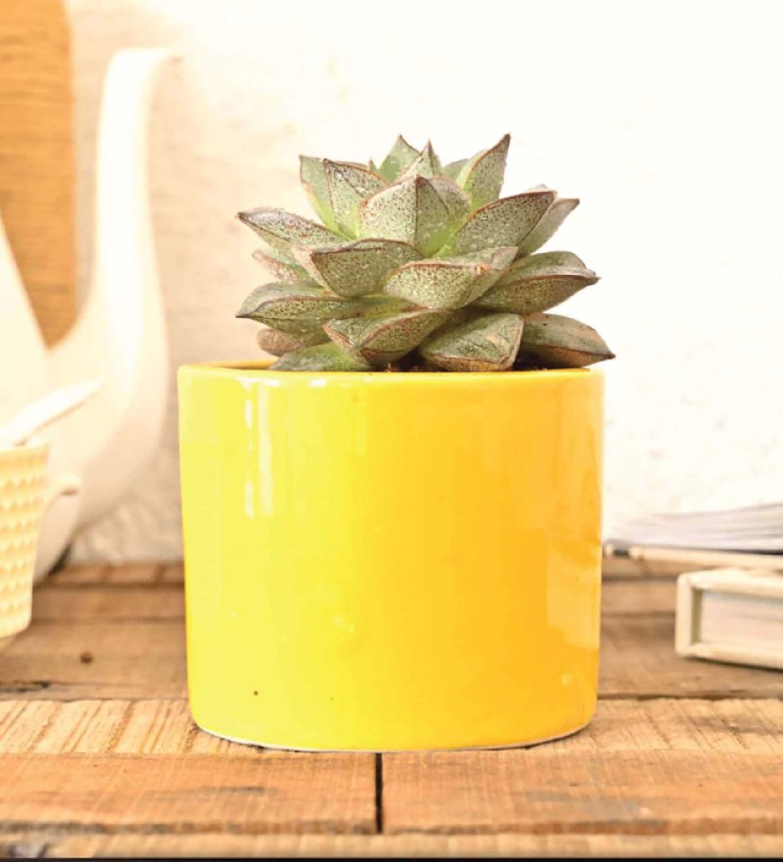 Yellow Ceramic Pipe Shape Desk Pot Planter At just Rs. 189 [MRP 599]