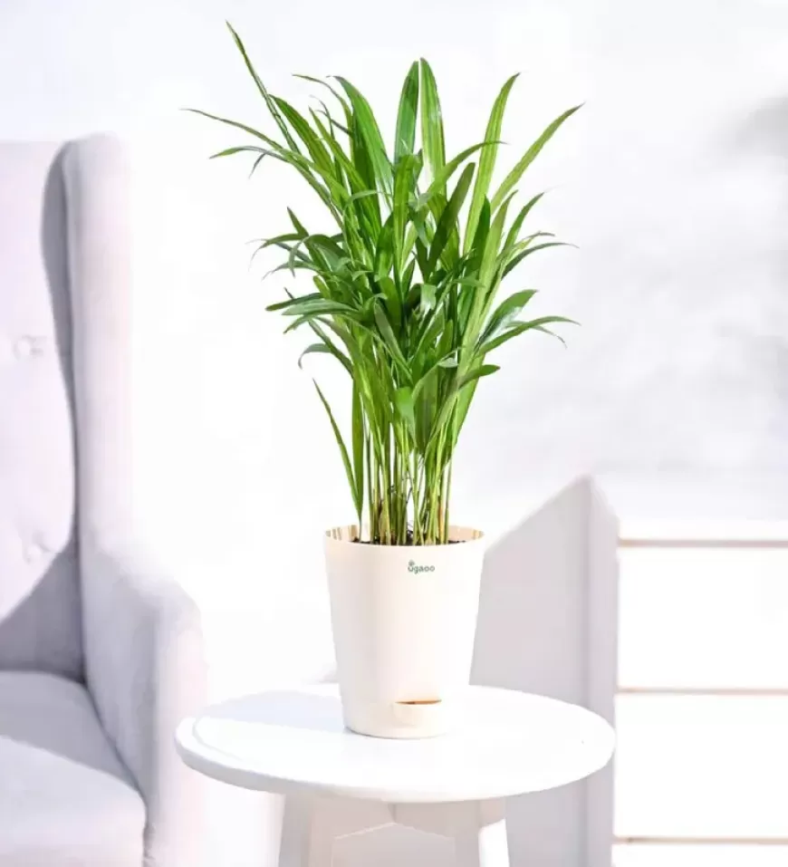 Areca Palm Air Purifier Natural Plant In Ivory White Self Watering Pot At just Rs. 179 [MRP 789]