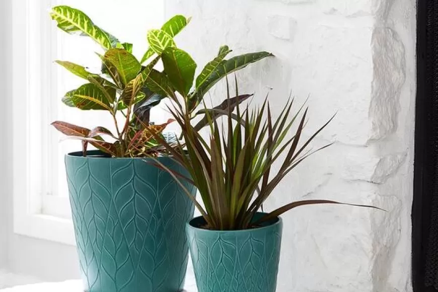 Mega Morya Sale: Up to 75% Off on Pots and Planters at Pepperfry