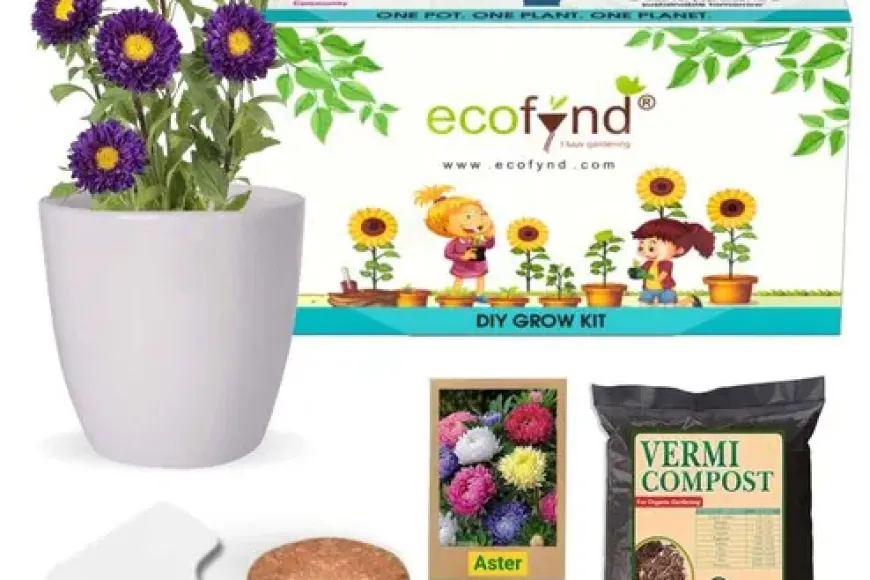 Ecofynd DIY Aster Mix Grow Kit – Vibrant Flowers Made Easy at just Rs. 89 [MRP 399]