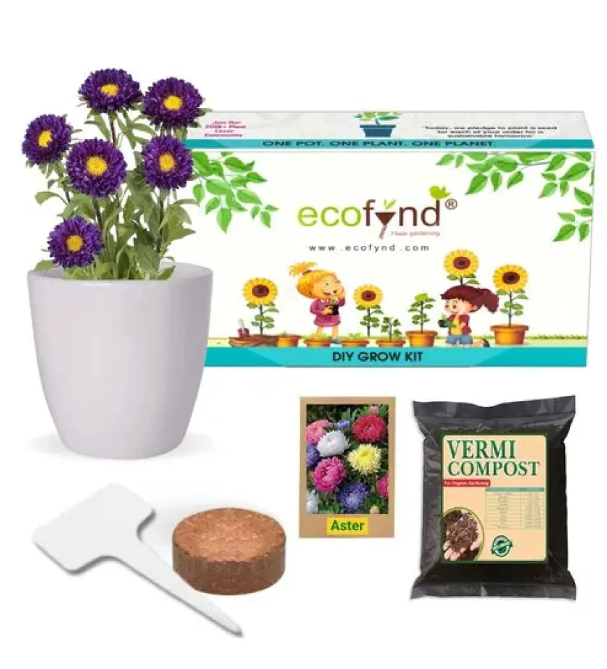 Ecofynd DIY Aster Mix Grow Kit – Vibrant Flowers Made Easy at just Rs. 89 [MRP 399]