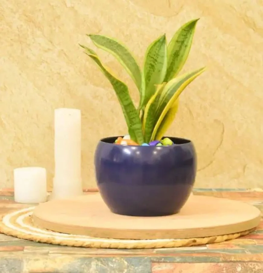 Today's hottest deals - Kinsley Iron Blue Desk Pot at just Rs.49 [MRP ₹299]