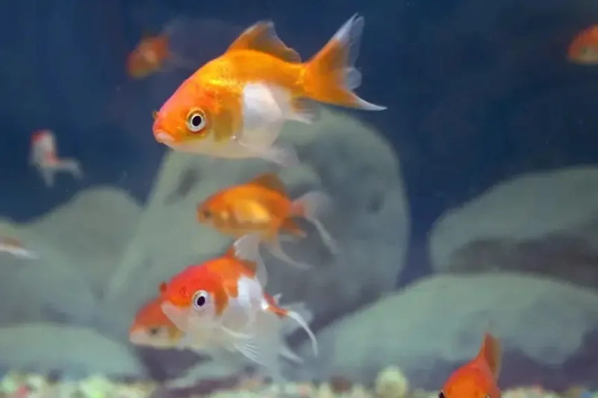 Buy Fish Food Starting from ₹120 | Meesho Pet Supplies