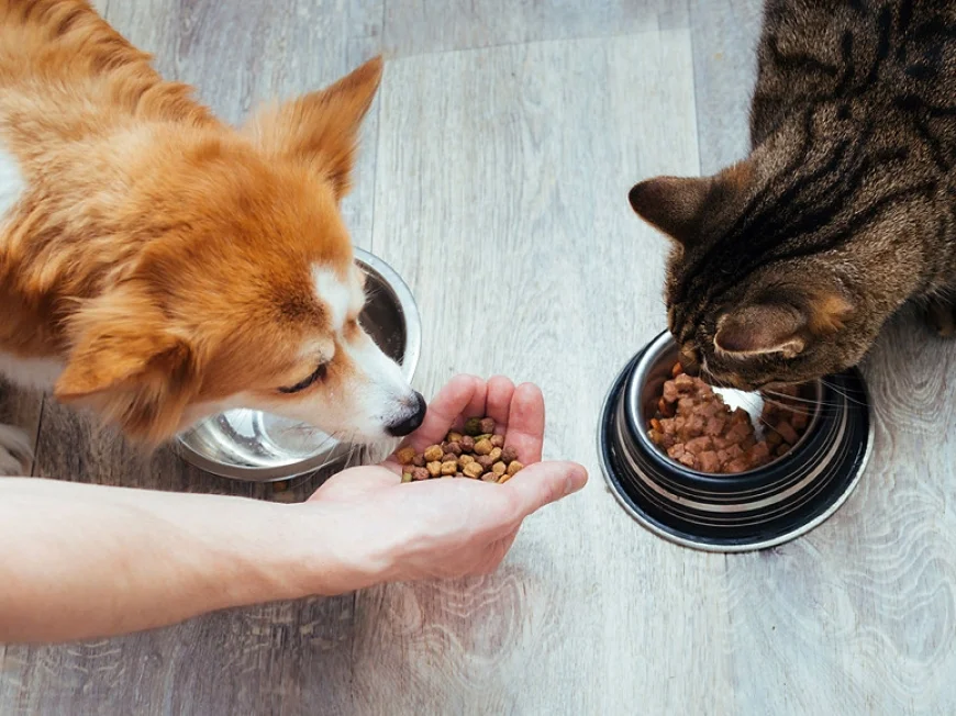 Up to 60% off on Pet Food | Shop Top Brands on Amazon