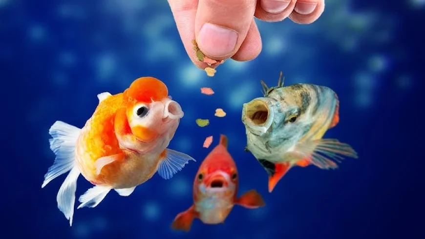 Up to 60% off on Fish Food | Best Aquarium Fish Food Deals on Amazon