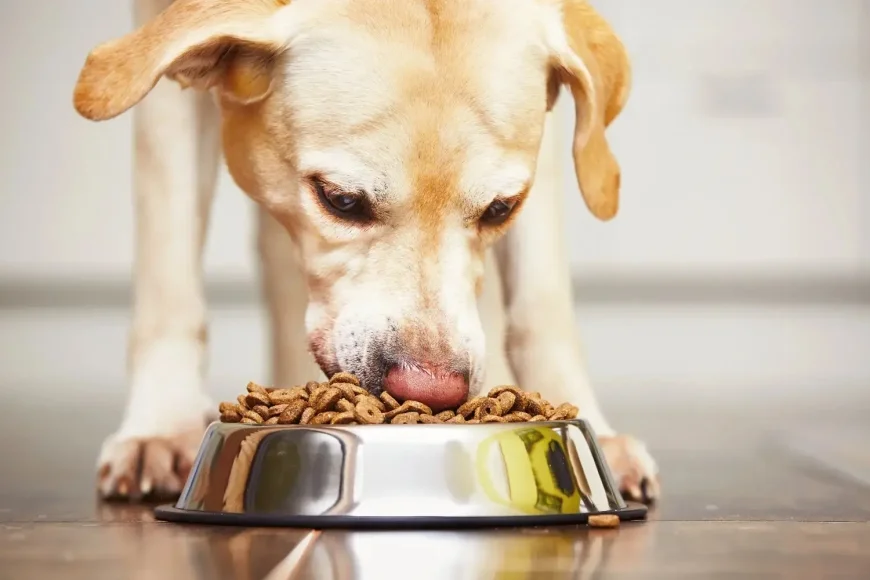 Up to 80% off on Dog Food | Shop Now on Shopsy