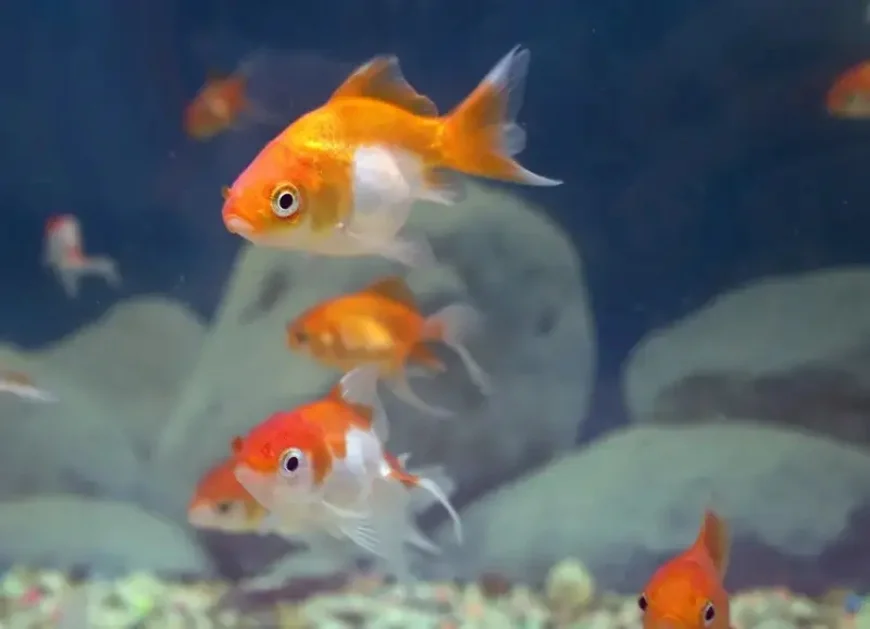 Buy Fish Food Starting from ₹120 | Meesho Pet Supplies