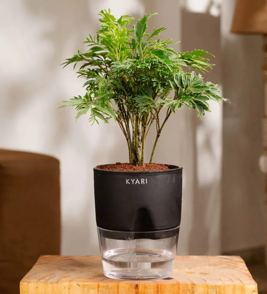 Aralia Green Plant with Self-Watering Pot at ₹249 | Pepperfry